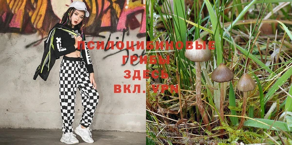 эйфоретик Белокуриха